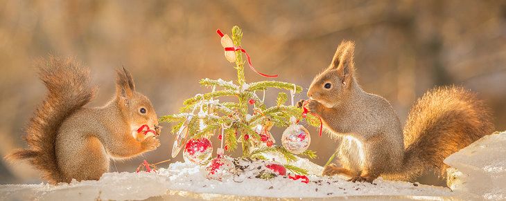 Eichhörnchen mit Weihnachtsbaum