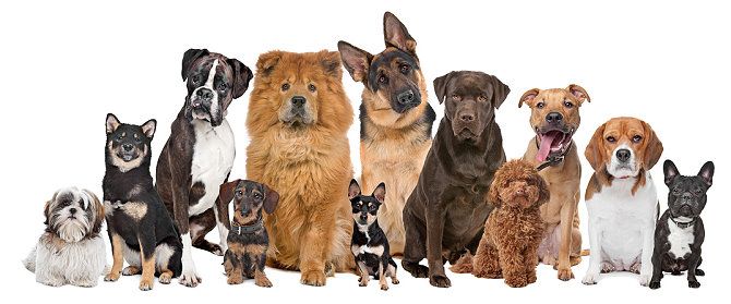 Hunde als Haustiere - Beliebte Rassen