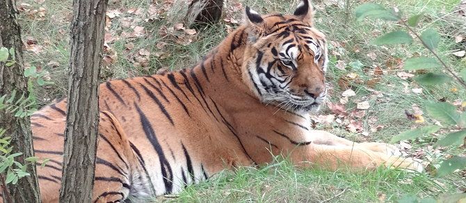 Tiger in einem Tierpark in Brandenburg