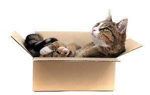 Katze liegt im Karton