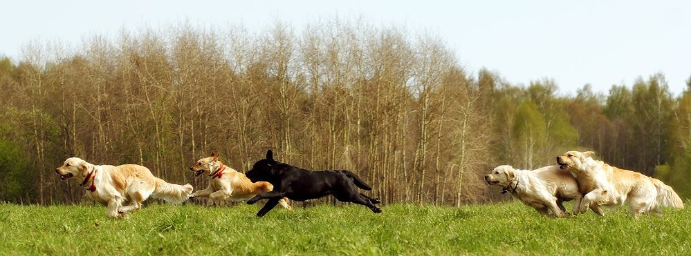 Hunde rennen über eine Wiese