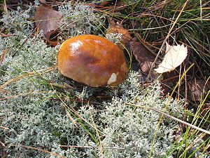 Ein Pilz im Wald
