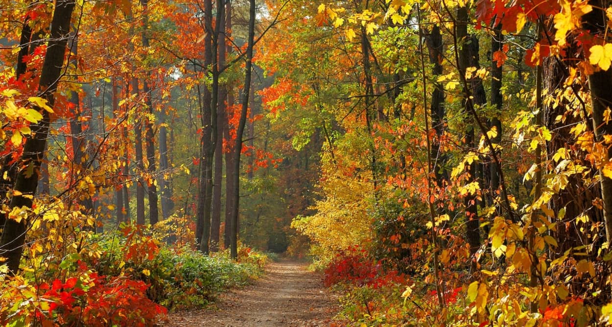 Bunte Wälder im Herbst