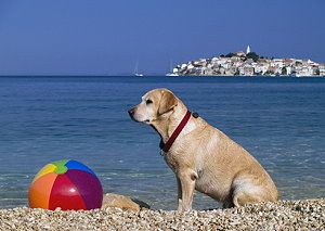 Hund mit Wasserball am Strand