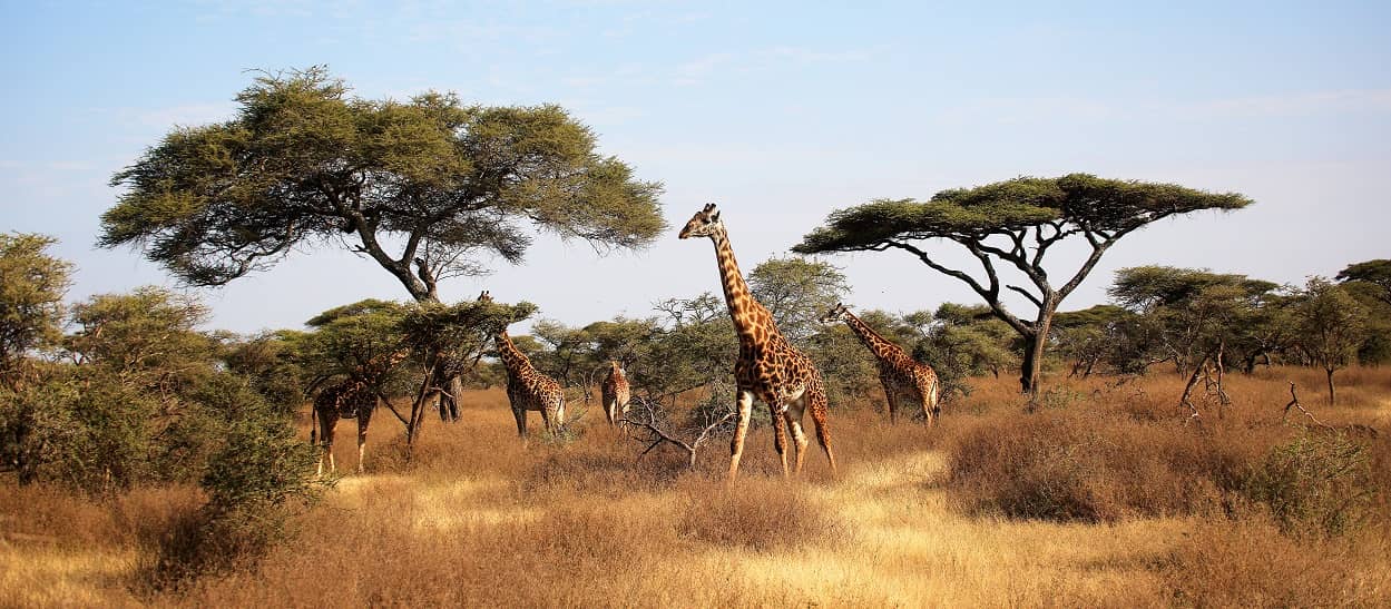 Serengeti National Park in Tansania Afrika