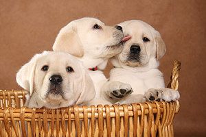 Drei Labrador Welpen in einem Körbchen