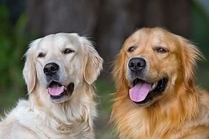 Kennenlernen zweier hunde