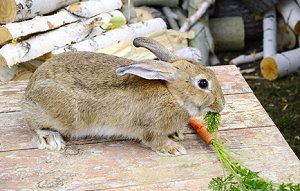 Ein Kaninchen frisst eine Möhre