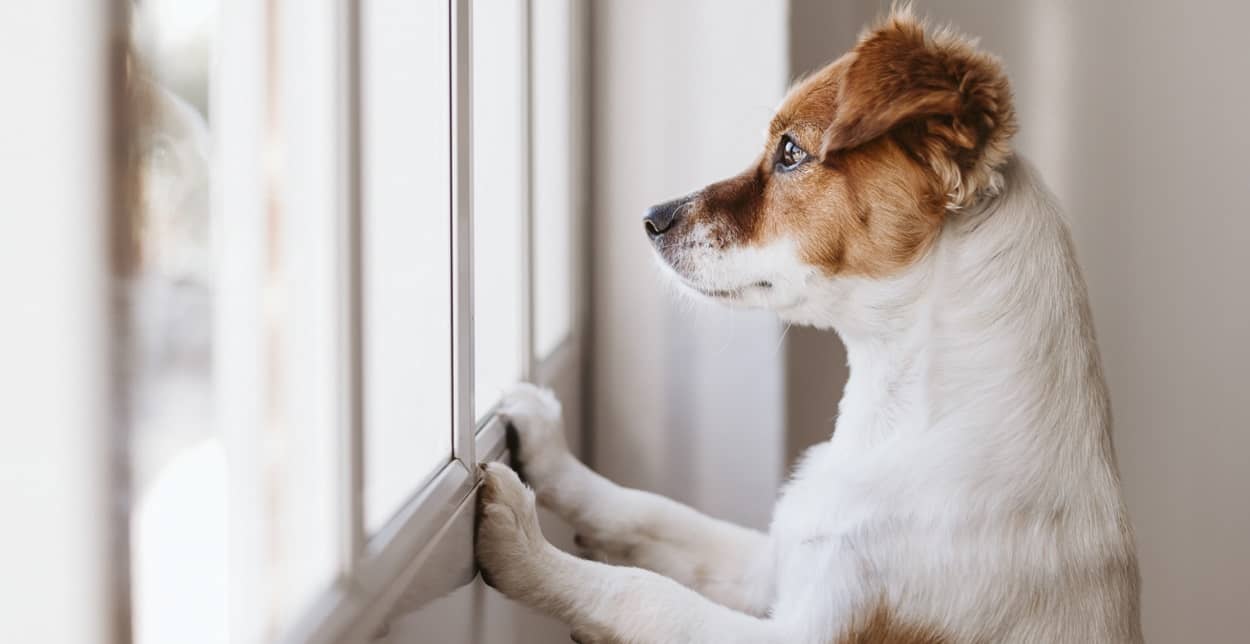 Hund schaut aus dem Fenster